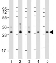 WBP1 Antibody / WW domain binding protein 1