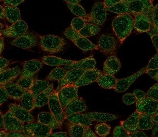 Immunofluorescent staining of PFA-fixed human HeLa cells using CHRAC17 antibody (green, clone PCRP-P