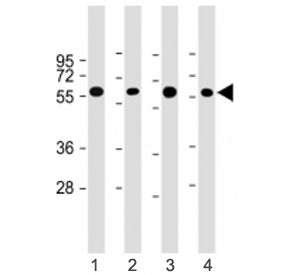 CRY2 Antibody / Cryptochrome 2