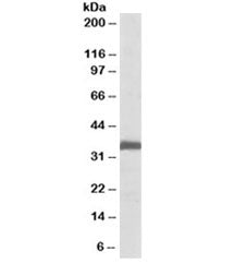 Ephrin B2 Antibody