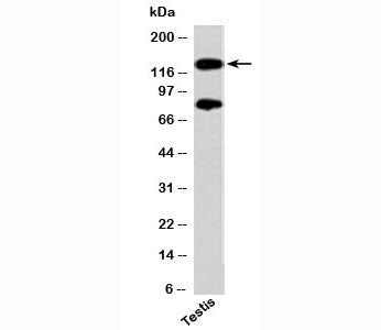 PER2 Antibody