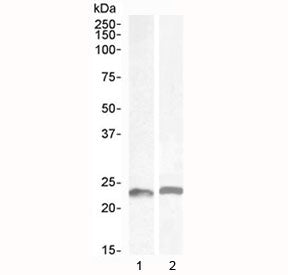 LIF Antibody