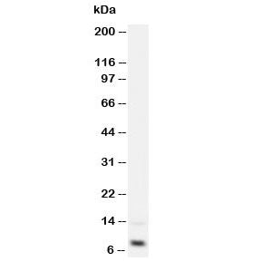 IGF-1 Antibody