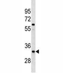 XRCC4 Antibody