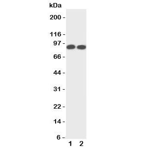 Western blot testing of TrkA antibody and Lane 1: rat brain; 2: mouse brain tissue lysate. Observed 