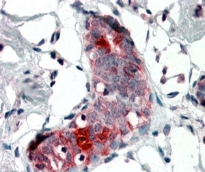 Mammaglobin A Antibody