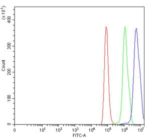 RORC Antibody / ROR gamma