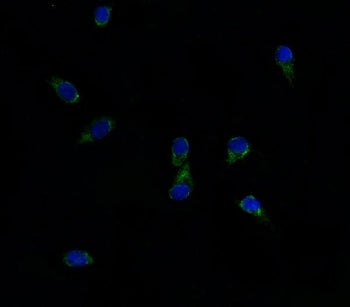 Immunofluorescent staining of FFPE human HepG2 cells with ABCG8 antibody (green) and DAPI nuclear st