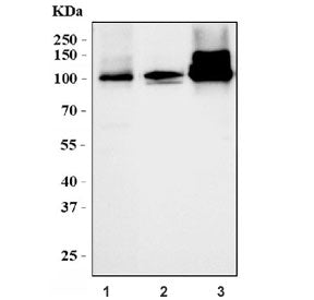 Calmegin Antibody / Clgn