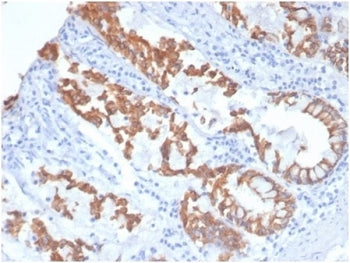 IHC staining of FFPE dog colon tissue with CK8 antibody (clone KRT8/4006). HIER: boil tissue section