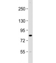 UHRF1BP1 Antibody / UHRF1-binding protein 1