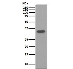 Osteopontin Antibody / OPN / SPP1