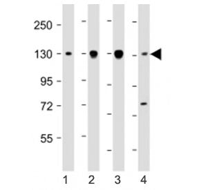Dnmt3a Antibody