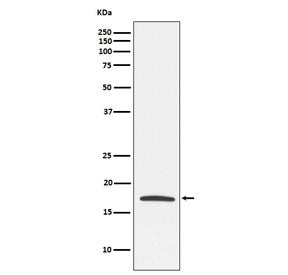 Claudin 4 Antibody / CLDN4