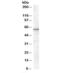 RXR alpha Antibody