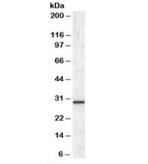 ERP29 Antibody