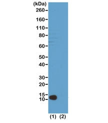 H4K20me3 Antibody / Trimethyl Histone H4 Lysine 20