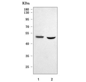 Western blot testing of 1) human PC-3 and 2) rat C6 cell lysate with PRSS35 antibody. Predicted mole