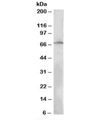 LNK Antibody