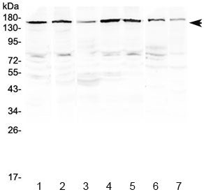 PER3 Antibody