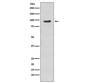NBS1 Antibody / NBN (pS343)