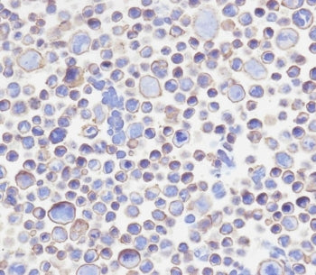 B7-H3 Antibody / CD276