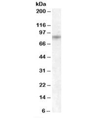 TRPV5 Antibody