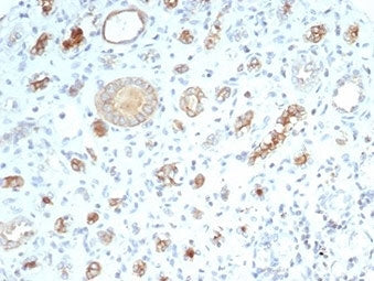 IHC staining of FFPE human kidney tissue with recombinant CFTR antibody (clone CFTR/7003R). HIER: bo