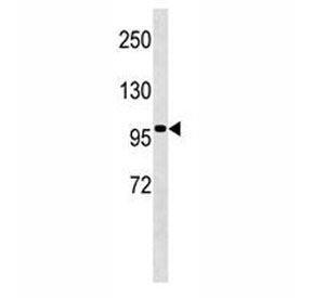 TLE4 Antibody