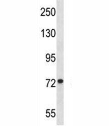 MFN1 Antibody