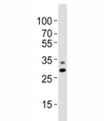 PHB Antibody