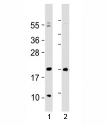 Hopx Antibody