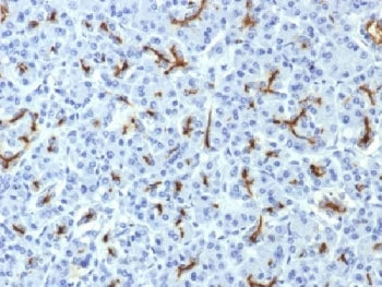 IHC testing of FFPE human pancreas with CFTR antibody (clone CFTR/1643). HIER: boil tissue sections 