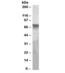 PEPCK2 Antibody