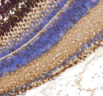 IHC staining of zebrafish Cxcl8a protein using Zebrafish Cxcl8a antibody, HRP-labeled secondary and 