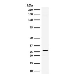 Western blot testing of human kidney lysate with Adiponectin antibody (clone ADPQ-1). Routinely obse