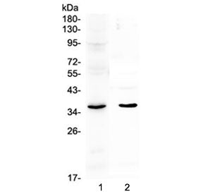 SPARC Antibody