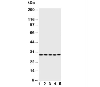 Caspase-14 Antibody