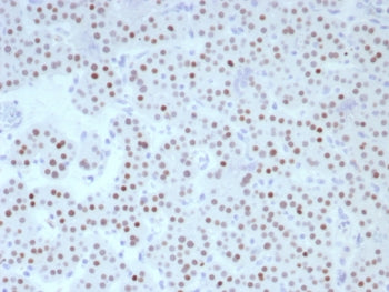 FOXL2 Antibody