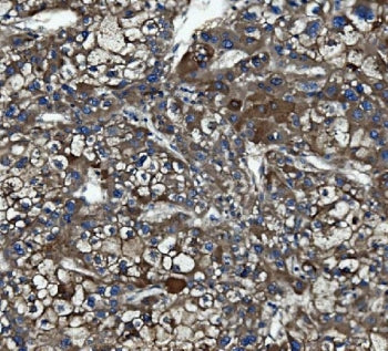 Caspase-5 Antibody / CASP5