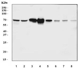 Hemopexin Antibody / HPX