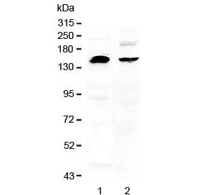 NEDD4 Antibody