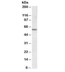 CES1 Antibody