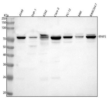 Western blot analysis of RPAP3 using anti-RPAP3 antibody. Lane 1: human whole cell lysates, Lane 2: 