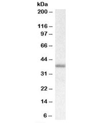 Western blot testing of rat skin lysate with Biglycan antibody at 0.1ug/ml. Predicted molecular weig