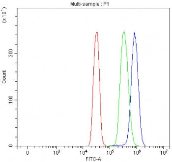 SF3b145 Antibody / SAP145 / Splicing factor 3B subunit 2