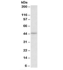 CREB3 Antibody