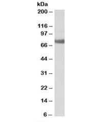Transglutaminase 6 Antibody