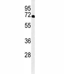 XRCC6 Antibody