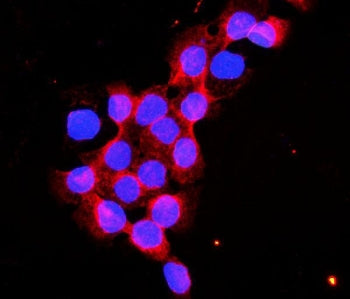 Immunofluorescent staining of FFPE human A431 cells with Flotillin 2 antibody (red) and DAPI nuclear